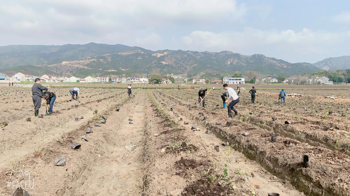 县花管处（旅游委）开展义务植树活动